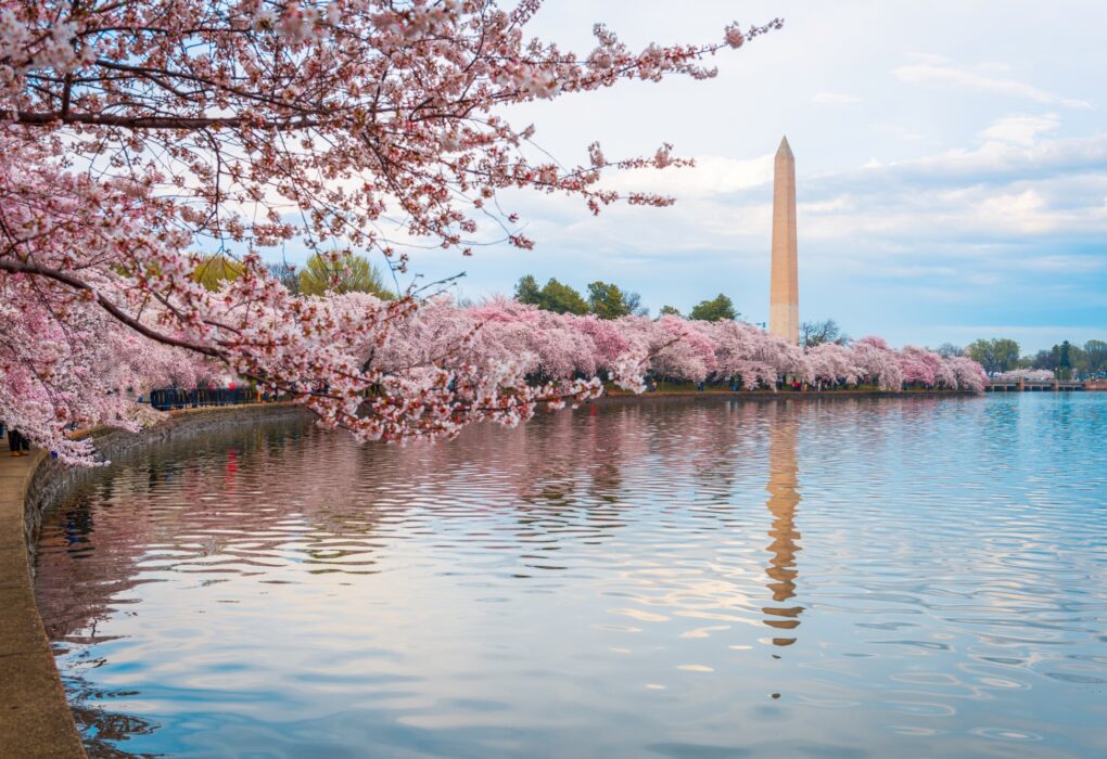 10 Best Cherry Blossom Places in the US