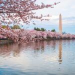 10 Best Cherry Blossom Places in the US