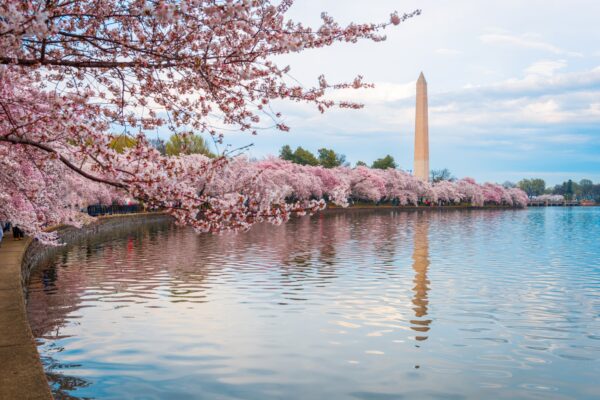 10 Best Cherry Blossom Places in the US