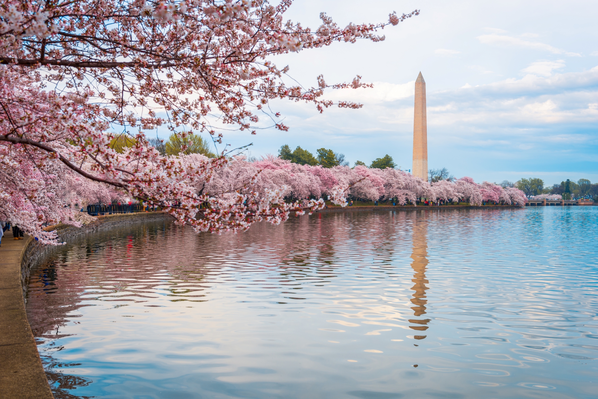 10 Best Cherry Blossom Places in the US
