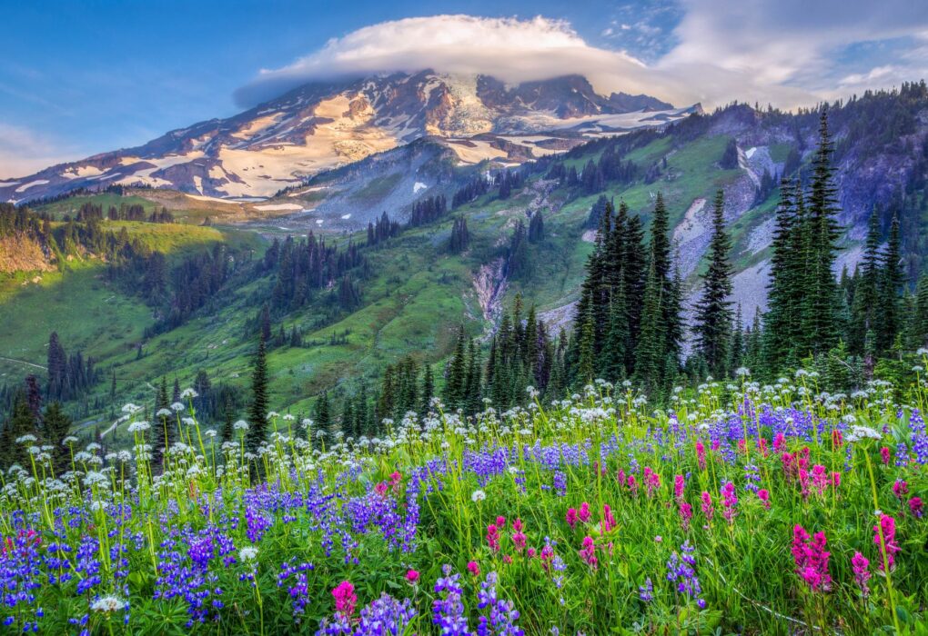 12 Best Wildflower Drives in the US