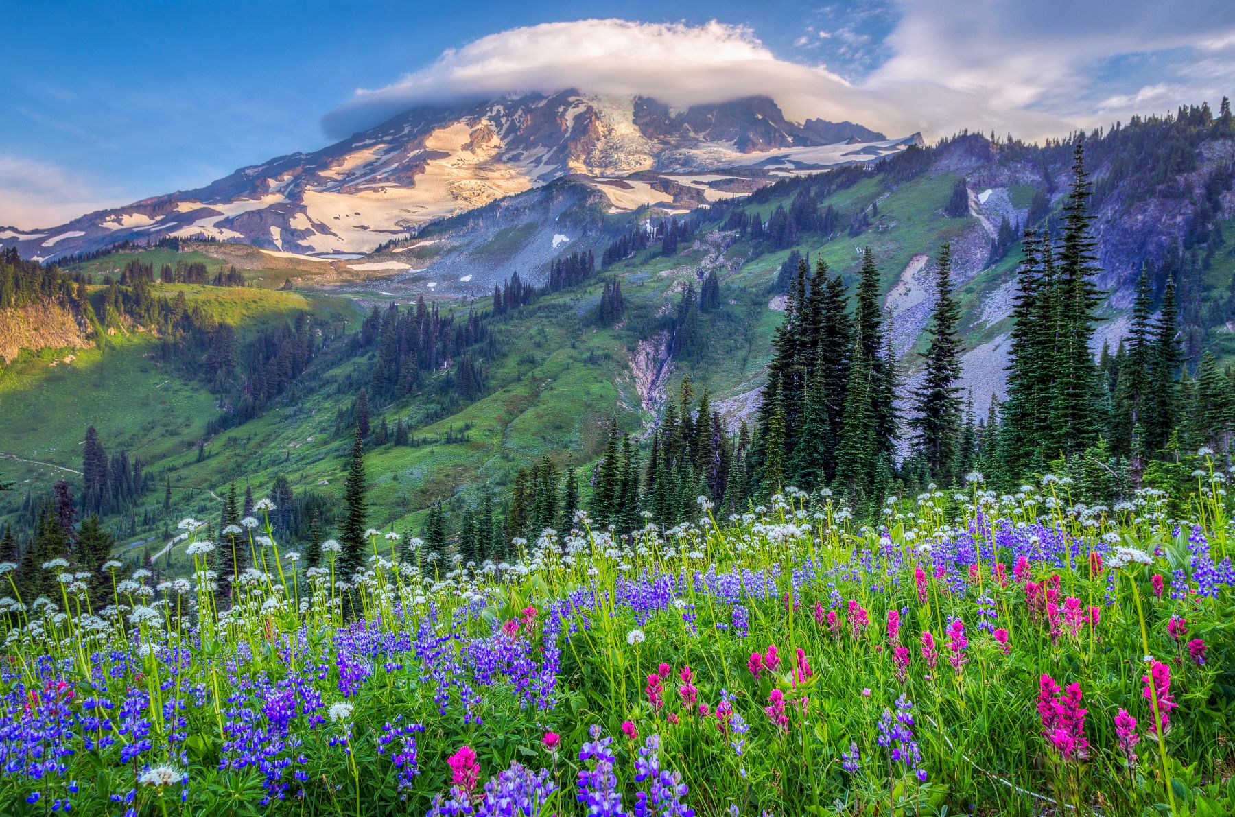12 Best Wildflower Drives in the US